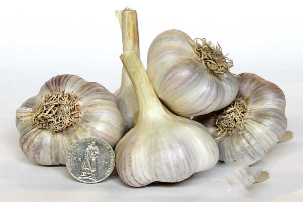 ÑоÑÑ Ð¾Ð·Ð¸Ð¼Ñй