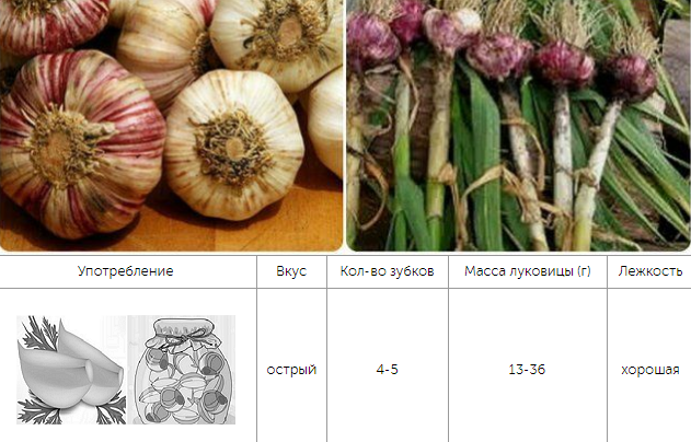 СоÑÑа озимого ÑеÑнока ÐлÑкоÑ