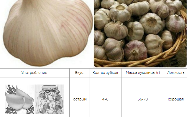 СоÑÑа озимого ÑеÑнока ÐелоÑÑÑÑкий