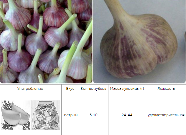 СоÑÑа озимого ÑеÑнока ÐÑибовÑкий ÑбилейнÑй