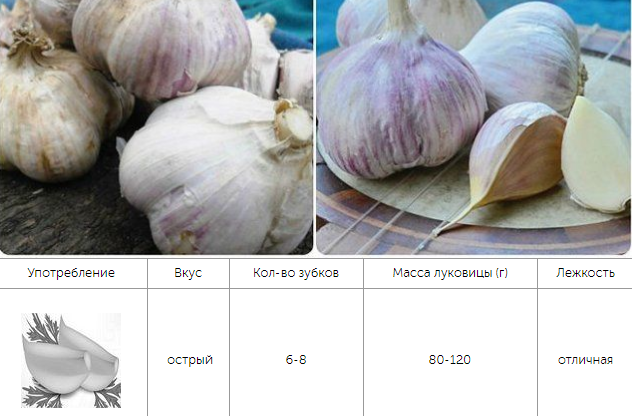 СоÑÑа озимого ÑеÑнока СоÑиевÑкий