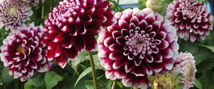 georginy-posadka-i-uxod-v-otkrytom-grunte-1