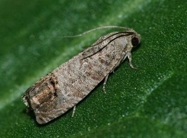 Ð¯Ð±Ð»Ð¾Ð½Ð½Ð°Ñ Ð¿Ð»Ð¾Ð´Ð¾Ð¶Ð¾ÑÐºÐ°