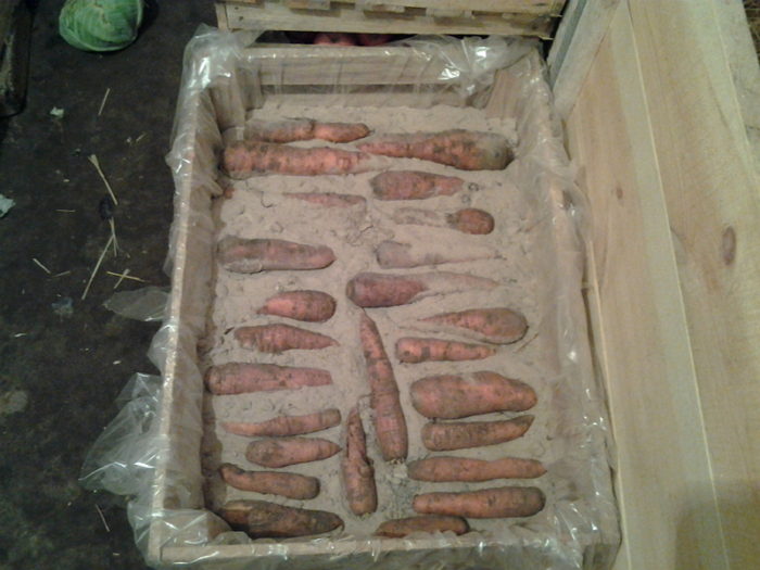 hranenie-morkovi-pogrebe-sorta-temperatura-4