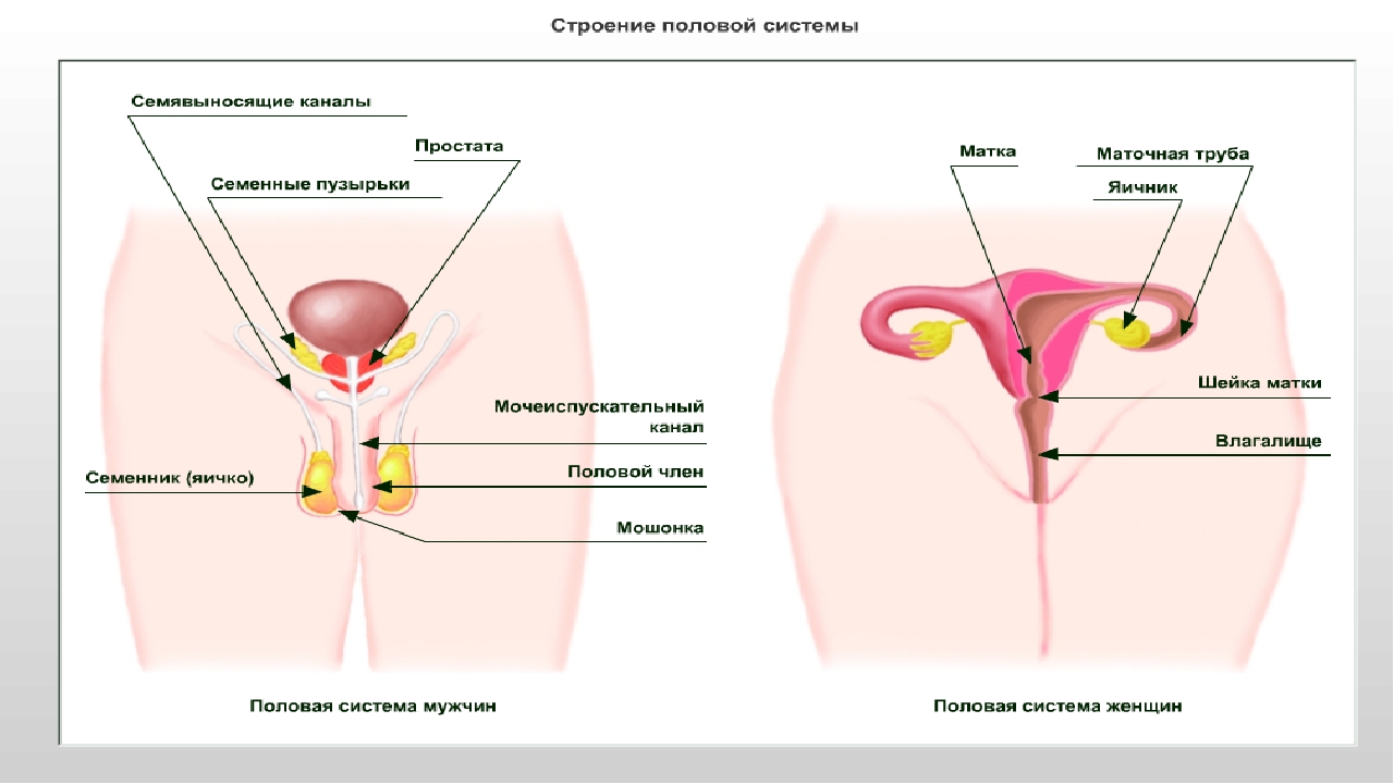 Женская половая система половые органы человека
