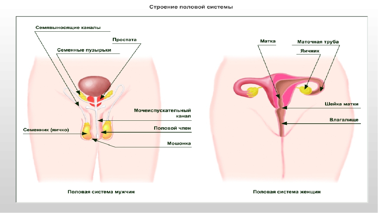 Женская репродуктивная система. Строение половой системы биология 8 класс. Репродуктивная система человека 8 класс. Репродуктивная система человека строение женщины. Строение репродуктивной системы женщины и мужчины.