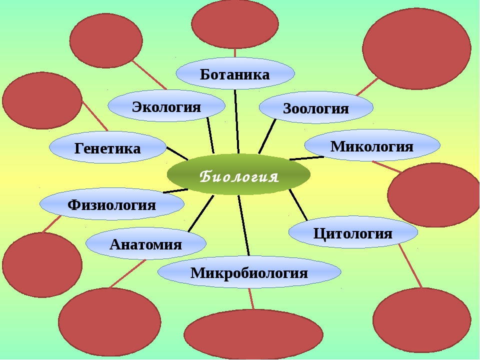 Связь между живой и неживой природой схема