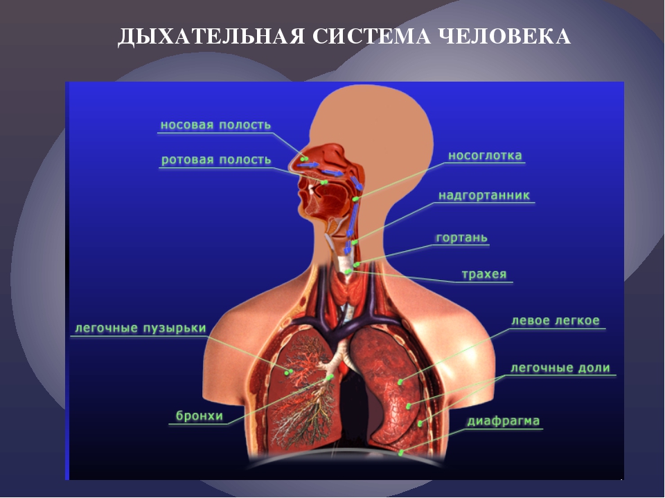 Система дыхания человека схема