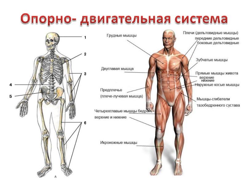 Опорно двигательная система рисунок