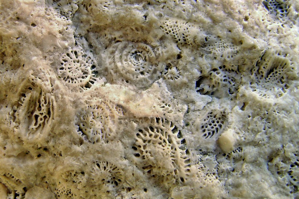 ÐÐ·Ð²ÐµÑÑÐ½ÑÐº Ñ Ð¾ÑÑÐ°Ð½ÐºÐ°Ð¼Ð¸ Ð´ÑÐµÐ²Ð½Ð¸Ñ Ð±ÐµÐ·Ð¿Ð¾Ð·Ð²Ð¾Ð½Ð¾ÑÐ½ÑÑ Ð¾ÑÐ³Ð°Ð½Ð¸Ð·Ð¼Ð¾Ð²