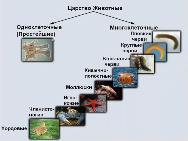 Кто создал камень способный сохранять образцы живых существ