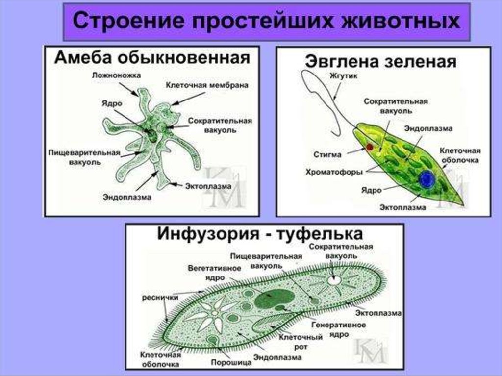 К какому подцарству типу относят животное изображенное на рисунке что обозначено буквами а и б