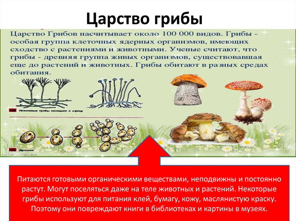 Активный образ жизни относится к грибам. Характеристика представителей царства грибов. Представители царства грибы 3 класс. Организмы царства грибов. Царство грибы их представители.