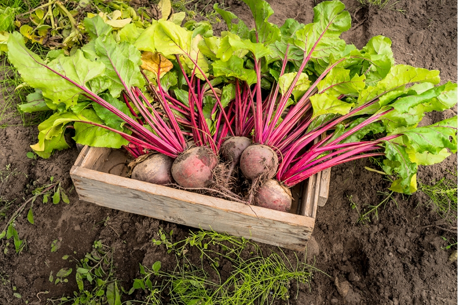 СоÑÑ ÑÐ²ÐµÐºÐ»Ñ ÐаÑка