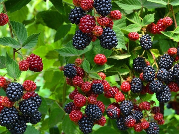 uhod-za-ezhevikoj-1-615x460