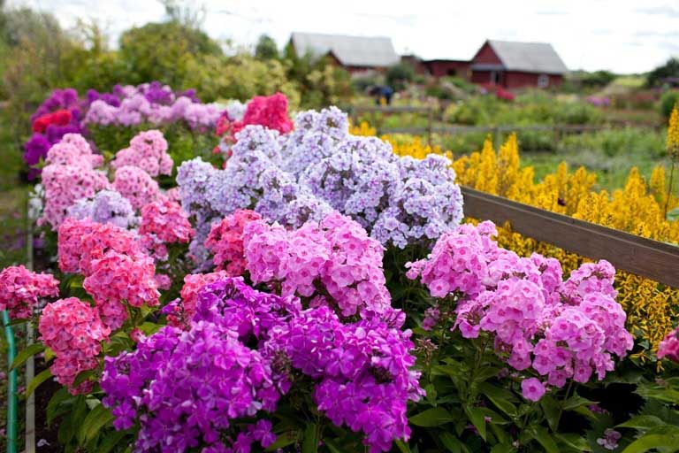 uhod-za-floksami-osenyu