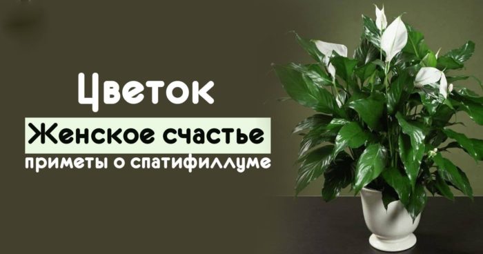 27144509_2060557504174338_924446709_o