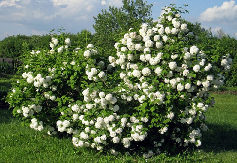 ÐÐ°Ð»Ð¸Ð½Ð° Ð±ÑÐ»ÑÐ´ÐµÐ½ÐµÐ¶