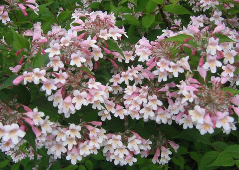 ÐÐ¾Ð»ÑÐºÐ²Ð¸ÑÐ¸Ñ