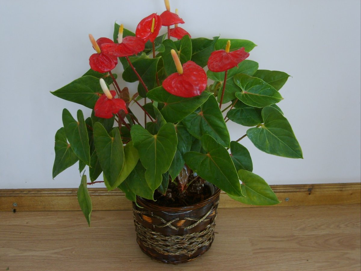 Комнатные растения названия и фото цветущие красным