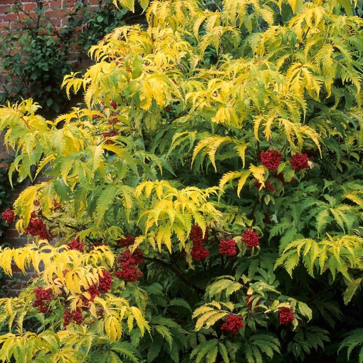 ÐÑÐ·Ð¸Ð½Ð° ÐºÑÐ°ÑÐ½Ð°Ñ Sutherland Gold Ð² Ð½Ð°ÑÐ°Ð»Ðµ Ð¾ÑÐµÐ½Ð¸