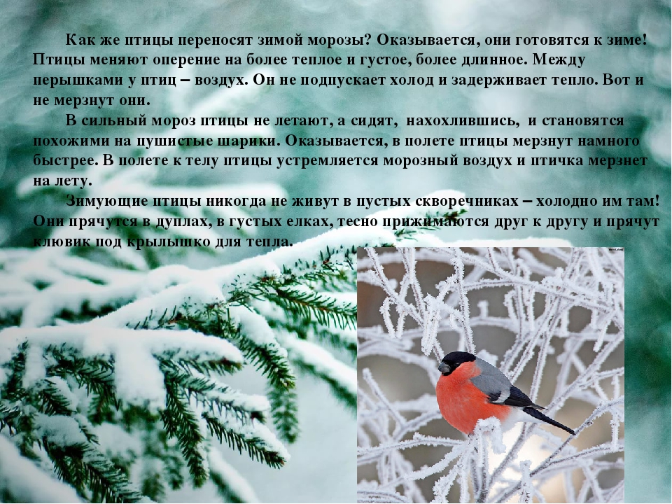 Описание природы зимой. Подготовка птиц к зиме. Рассказ про птиц зимой. Интересные факты о зимующих птицах. Интересные факты о птицах зимой.