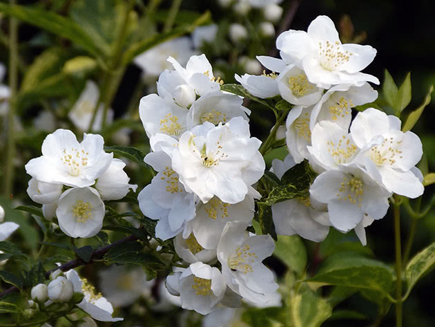 Ð§ÑÐ±ÑÑÐ½Ð¸Ðº ÐÐµÐ¼ÑÐ°Ð½Ð° / Philadelphus x lemoinei