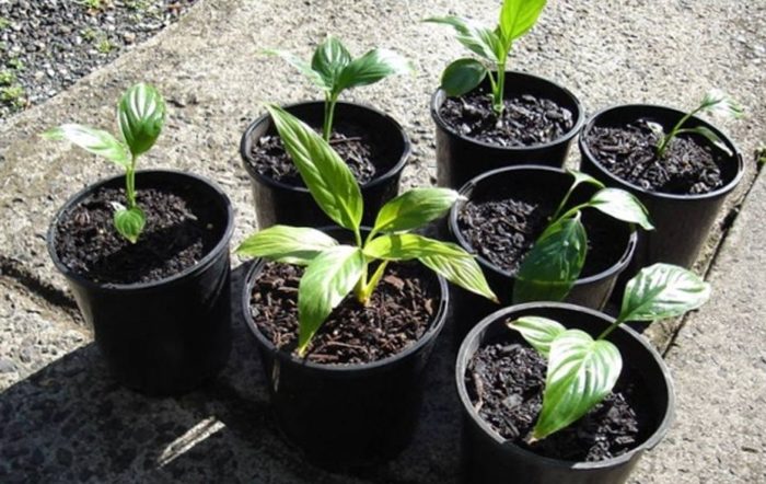 small_cvety-zhenskoe-schaste-foto-cvety-zhenskoe-schaste-kak-uhazhivat-razmnozhenie