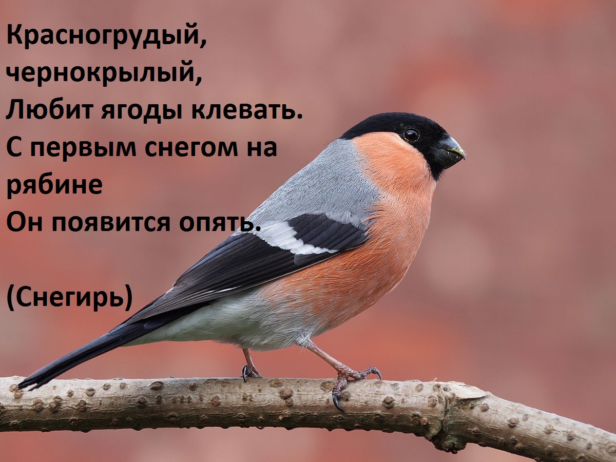 snegir