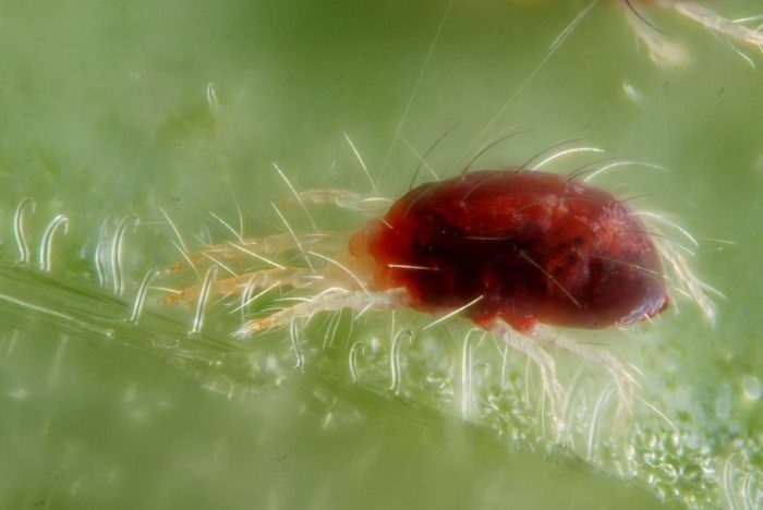 tetranychus_urticae_with_silk_threads