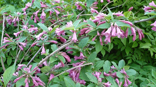 ÐÐµÐ¹Ð³ÐµÐ»Ð° ÑÐ°Ð½Ð½ÑÑ