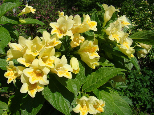 ÐÐµÐ¹Ð³ÐµÐ»Ð° ÐÐ¸Ð´Ð´ÐµÐ½Ð´Ð¾ÑÑÐ°