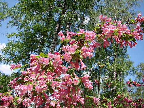 ÐÐµÐ¹Ð³ÐµÐ»Ð° Ð³Ð¸Ð±ÑÐ¸Ð´Ð½Ð°Ñ