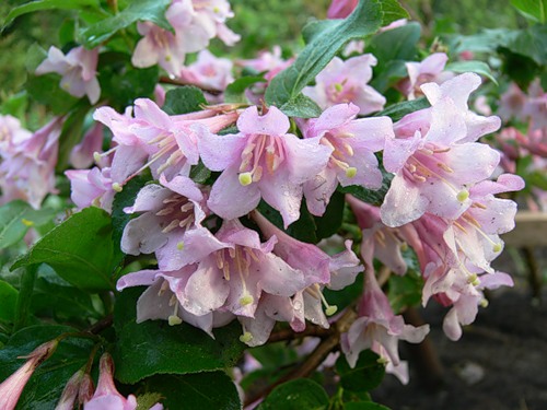 ÐÐµÐ¹Ð³ÐµÐ»Ð° Ð Ð¾Ð·ÐµÐ°