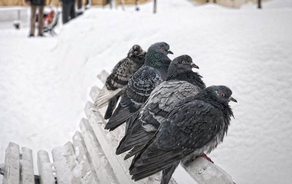 ÐÐ¸Ð¼ÑÑÑÐ¸Ðµ-Ð¿ÑÐ¸ÑÑ-ÐÐ°Ð·Ð²Ð°Ð½Ð¸Ñ-Ð¾Ð¿Ð¸ÑÐ°Ð½Ð¸Ñ-Ð¸-Ð¾ÑÐ¾Ð±ÐµÐ½Ð½Ð¾ÑÑÐ¸-Ð·Ð¸Ð¼ÑÑÑÐ¸Ñ-Ð¿ÑÐ¸Ñ-31