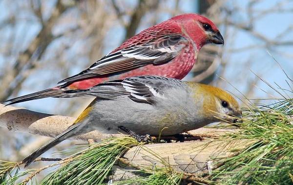 ÐÐ¸Ð¼ÑÑÑÐ¸Ðµ-Ð¿ÑÐ¸ÑÑ-ÐÐ°Ð·Ð²Ð°Ð½Ð¸Ñ-Ð¾Ð¿Ð¸ÑÐ°Ð½Ð¸Ñ-Ð¸-Ð¾ÑÐ¾Ð±ÐµÐ½Ð½Ð¾ÑÑÐ¸-Ð·Ð¸Ð¼ÑÑÑÐ¸Ñ-Ð¿ÑÐ¸Ñ-26