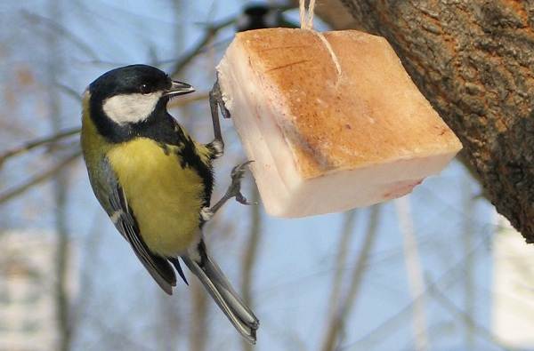ÐÐ¸Ð¼ÑÑÑÐ¸Ðµ-Ð¿ÑÐ¸ÑÑ-ÐÐ°Ð·Ð²Ð°Ð½Ð¸Ñ-Ð¾Ð¿Ð¸ÑÐ°Ð½Ð¸Ñ-Ð¸-Ð¾ÑÐ¾Ð±ÐµÐ½Ð½Ð¾ÑÑÐ¸-Ð·Ð¸Ð¼ÑÑÑÐ¸Ñ-Ð¿ÑÐ¸Ñ-22