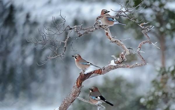 ÐÐ¸Ð¼ÑÑÑÐ¸Ðµ-Ð¿ÑÐ¸ÑÑ-ÐÐ°Ð·Ð²Ð°Ð½Ð¸Ñ-Ð¾Ð¿Ð¸ÑÐ°Ð½Ð¸Ñ-Ð¸-Ð¾ÑÐ¾Ð±ÐµÐ½Ð½Ð¾ÑÑÐ¸-Ð·Ð¸Ð¼ÑÑÑÐ¸Ñ-Ð¿ÑÐ¸Ñ-25