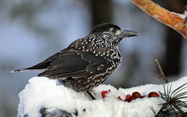 ÐÐ¸Ð¼ÑÑÑÐ¸Ðµ-Ð¿ÑÐ¸ÑÑ-ÐÐ°Ð·Ð²Ð°Ð½Ð¸Ñ-Ð¾Ð¿Ð¸ÑÐ°Ð½Ð¸Ñ-Ð¸-Ð¾ÑÐ¾Ð±ÐµÐ½Ð½Ð¾ÑÑÐ¸-Ð·Ð¸Ð¼ÑÑÑÐ¸Ñ-Ð¿ÑÐ¸Ñ-17