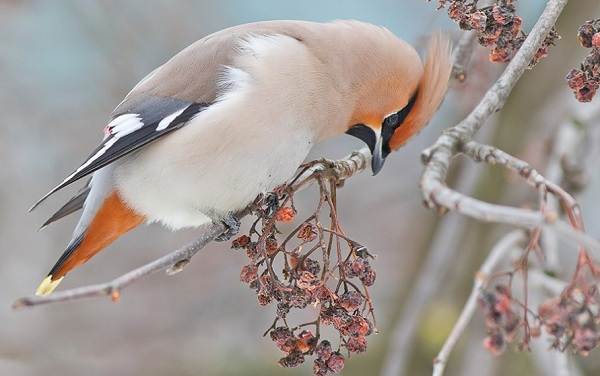 ÐÐ¸Ð¼ÑÑÑÐ¸Ðµ-Ð¿ÑÐ¸ÑÑ-ÐÐ°Ð·Ð²Ð°Ð½Ð¸Ñ-Ð¾Ð¿Ð¸ÑÐ°Ð½Ð¸Ñ-Ð¸-Ð¾ÑÐ¾Ð±ÐµÐ½Ð½Ð¾ÑÑÐ¸-Ð·Ð¸Ð¼ÑÑÑÐ¸Ñ-Ð¿ÑÐ¸Ñ-15