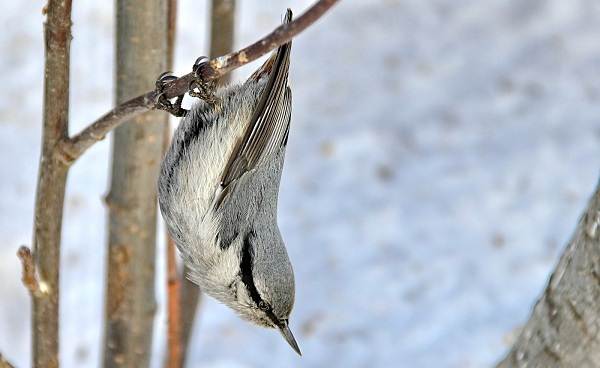 ÐÐ¸Ð¼ÑÑÑÐ¸Ðµ-Ð¿ÑÐ¸ÑÑ-ÐÐ°Ð·Ð²Ð°Ð½Ð¸Ñ-Ð¾Ð¿Ð¸ÑÐ°Ð½Ð¸Ñ-Ð¸-Ð¾ÑÐ¾Ð±ÐµÐ½Ð½Ð¾ÑÑÐ¸-Ð·Ð¸Ð¼ÑÑÑÐ¸Ñ-Ð¿ÑÐ¸Ñ-9