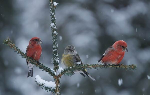ÐÐ¸Ð¼ÑÑÑÐ¸Ðµ-Ð¿ÑÐ¸ÑÑ-ÐÐ°Ð·Ð²Ð°Ð½Ð¸Ñ-Ð¾Ð¿Ð¸ÑÐ°Ð½Ð¸Ñ-Ð¸-Ð¾ÑÐ¾Ð±ÐµÐ½Ð½Ð¾ÑÑÐ¸-Ð·Ð¸Ð¼ÑÑÑÐ¸Ñ-Ð¿ÑÐ¸Ñ-8