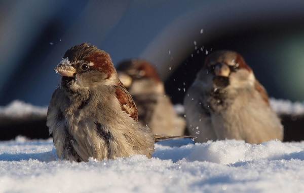 ÐÐ¸Ð¼ÑÑÑÐ¸Ðµ-Ð¿ÑÐ¸ÑÑ-ÐÐ°Ð·Ð²Ð°Ð½Ð¸Ñ-Ð¾Ð¿Ð¸ÑÐ°Ð½Ð¸Ñ-Ð¸-Ð¾ÑÐ¾Ð±ÐµÐ½Ð½Ð¾ÑÑÐ¸-Ð·Ð¸Ð¼ÑÑÑÐ¸Ñ-Ð¿ÑÐ¸Ñ-6