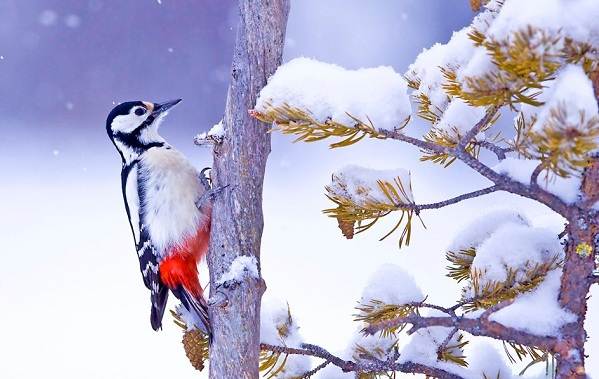 ÐÐ¸Ð¼ÑÑÑÐ¸Ðµ-Ð¿ÑÐ¸ÑÑ-ÐÐ°Ð·Ð²Ð°Ð½Ð¸Ñ-Ð¾Ð¿Ð¸ÑÐ°Ð½Ð¸Ñ-Ð¸-Ð¾ÑÐ¾Ð±ÐµÐ½Ð½Ð¾ÑÑÐ¸-Ð·Ð¸Ð¼ÑÑÑÐ¸Ñ-Ð¿ÑÐ¸Ñ-28