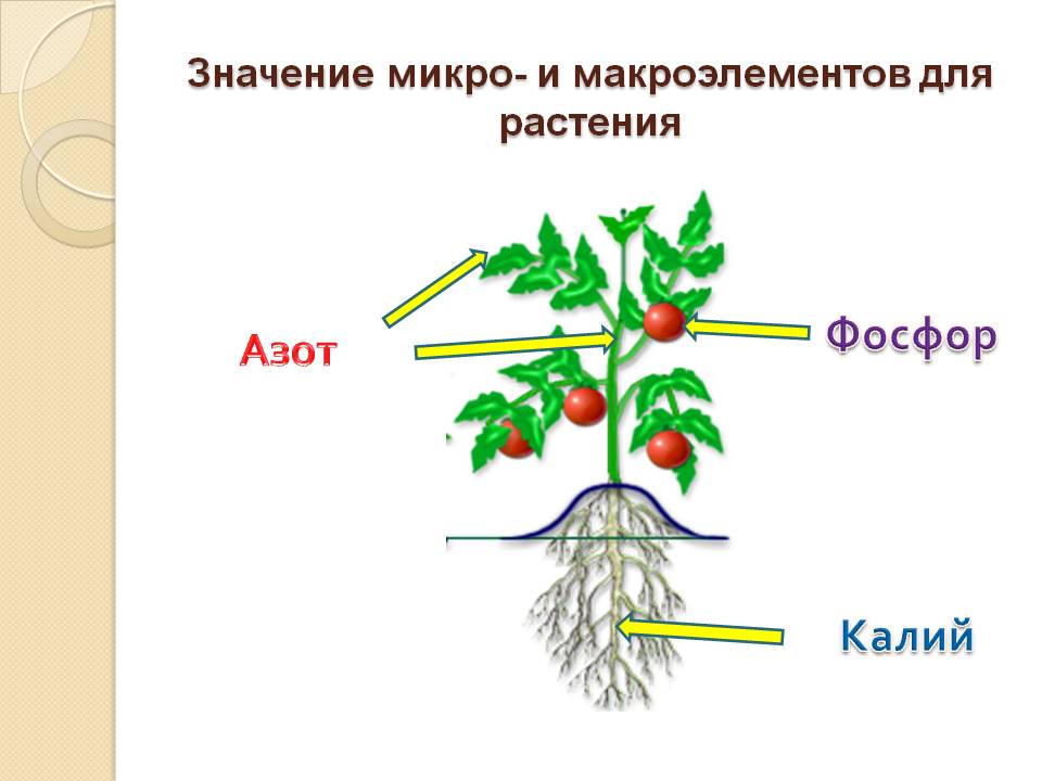 Зачем растениям азот и фосфор. Фосфор для растений. Фосфор для растений значение. Азот фосфор калий для растений. Влияние Минеральных удобрений на растения.