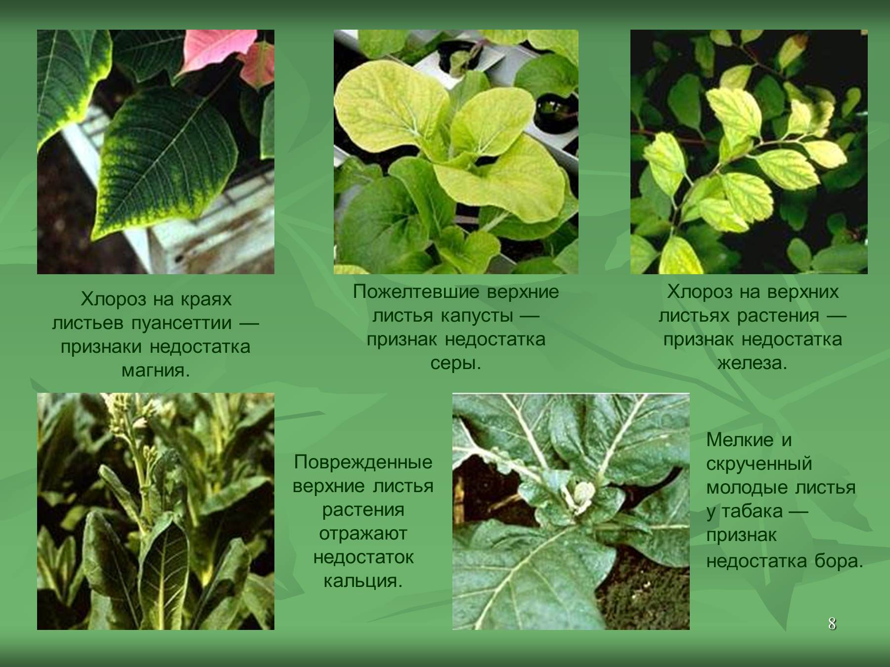 болезни растений по фотографии