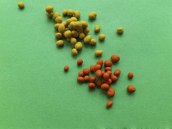 orden-iz-plastilina-5