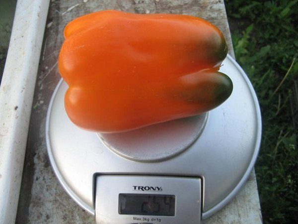 Ранний ÑоÑÑ Ð¿ÐµÑÑа Ðиг Ðама