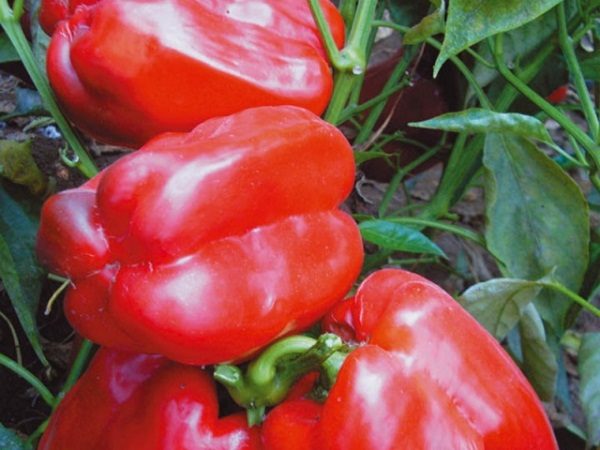 ÐеÑÐµÑ ÑоÑÑ Ð¢Ð¾Ð»ÑÑоÑÑм