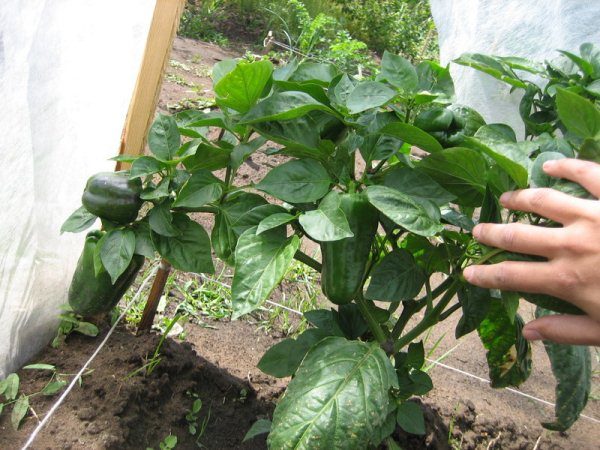 ÐеÑÐµÑ ÑвеÑÑ
Ñанний ТÑиÑон